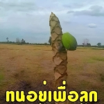 ยาว